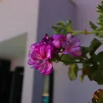 Lavanda Kor Ula - Five Bedroom With Pool And Sea View