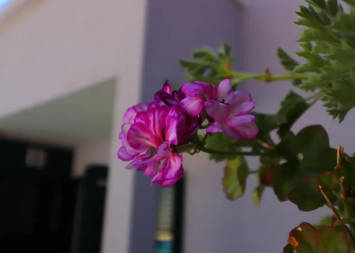 Lavanda Kor Ula - Five Bedroom With Pool And Sea View